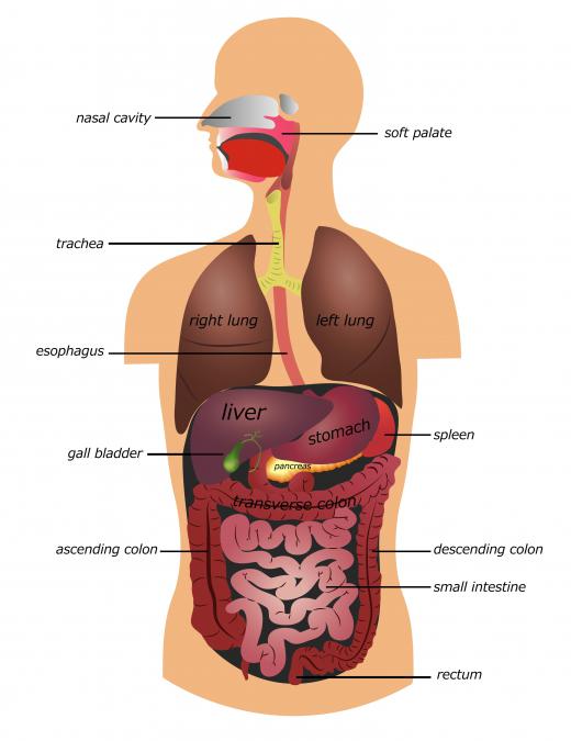 Suspensory ligaments are used to place the internal organs in the body cavity.