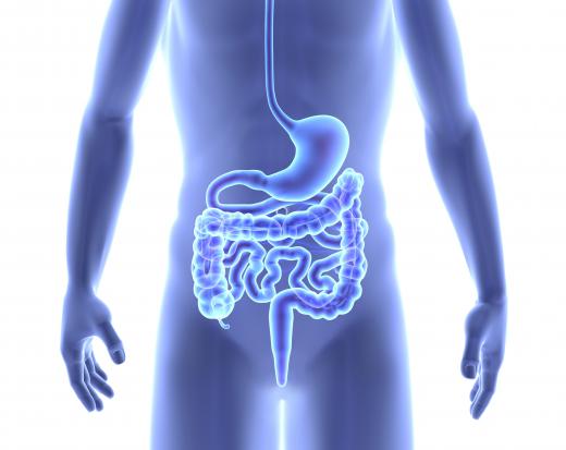 A tapeworm takes up residence in a host's intestines.