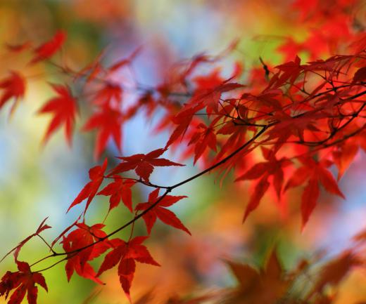 Japanese maple trees are prized for their beautiful foliage.