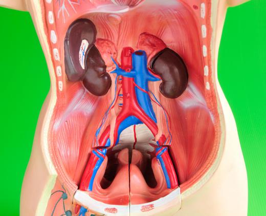 Kidneys in the abdomen.