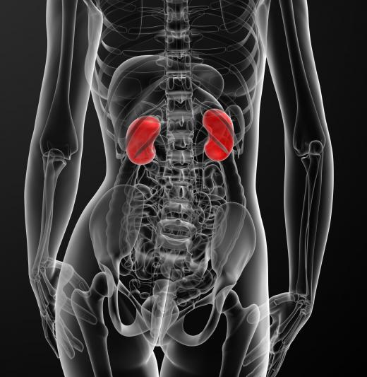 Changes in ADH levels may affect how the kidneys control the excretion of water.