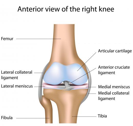 A diagram of the knee, including ligaments.