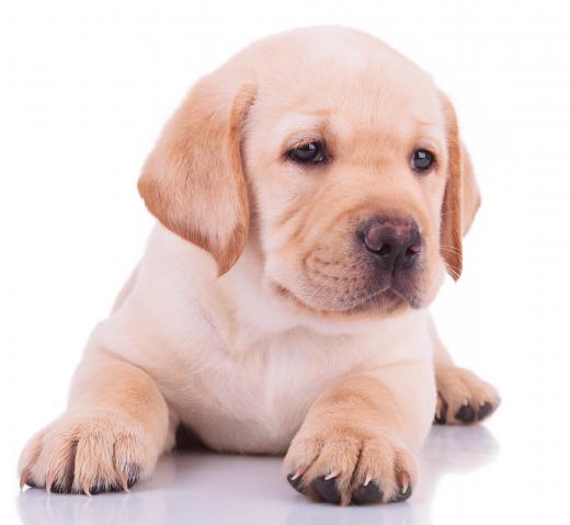 When preparing your home for a new puppy, it helps to get down on the ground to a puppy's height and look for any dangers, crawl spaces or places your puppy could get into a mess.