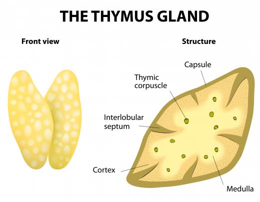 Receptors for thromboxane A2 are abundant in the thymus gland.