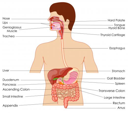 Calcium and iron are absorbed in the duodenum.