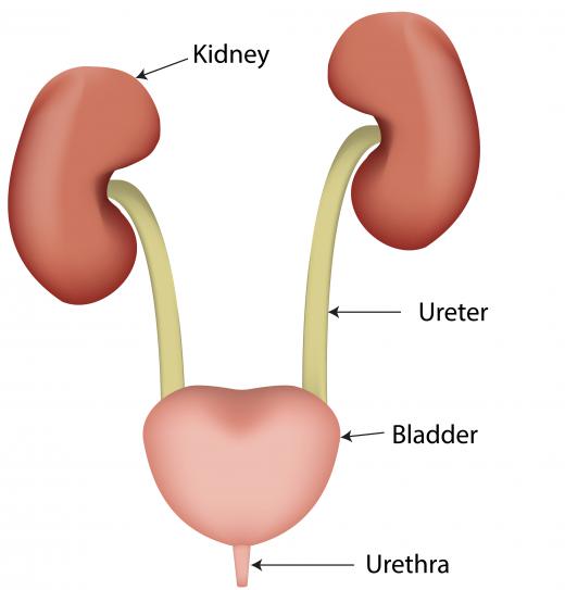 A red rubber catheter will be inserted through the urethra to the bladder.