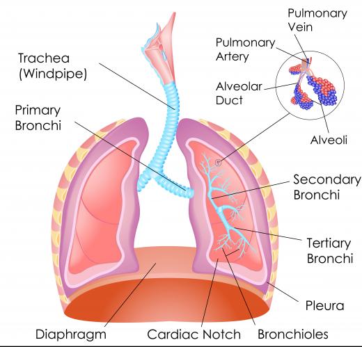 In a hiatal hernia, the muscles of the stomach surrounding the hiatus bulge upward into the diaphragm.