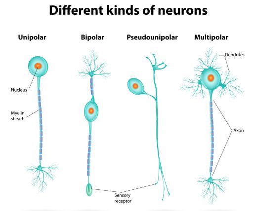 As people age their neurons start to die off, especially if they have degenerative neurological diseases, brain injuries or detrimental lifestyle factors.