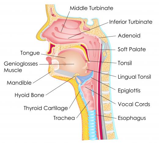 The mandible is the lower part of the jaw, which opens and closes like a hinge thanks to a network of muscles.