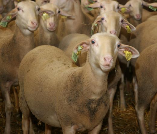 The Lake District is home to many sheep farms.