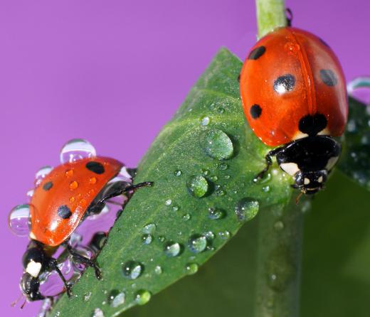 Ladybugs can be used as a natural insecticide in a vegetable garden.