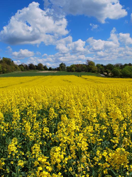 A field of brassica napus.