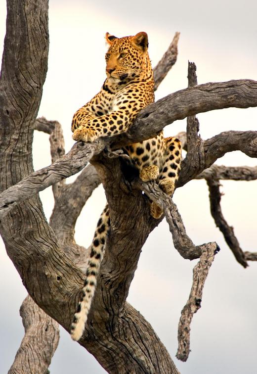 Leopards, a "big cat" species that sleeps and eats in trees, are among the game animals that live in the Thornybush Game Reserve.