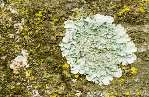 Lichens in among the few forms of life that can survive on Bouvet Island.