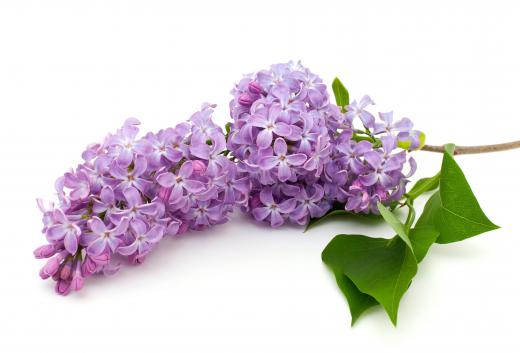 Lilacs are highly fragrant and easy to grow.