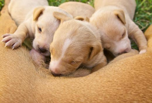 Puppies won't be able to fully understand potty training until they are least six months of age.