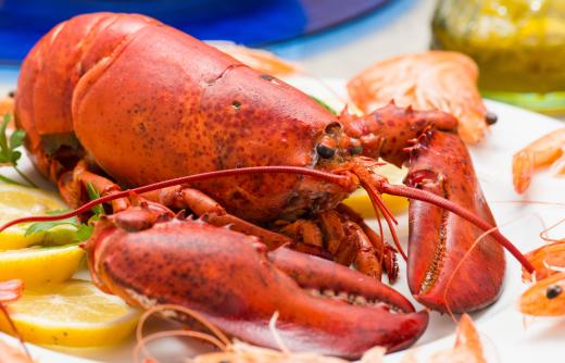 Some chefs make flavorful stock for the risotto by boiling lobster shells instead of the traditional fish bones.