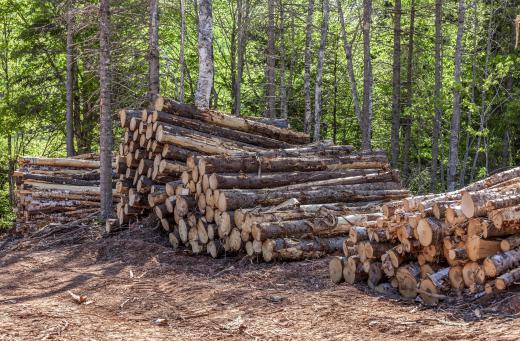 Ponderosa pine stands are logged selectively, allowing younger trees to mature before cutting.