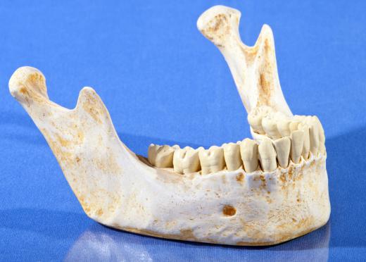 Forensic dentistry can involve the study of teeth found in skeletal remains.