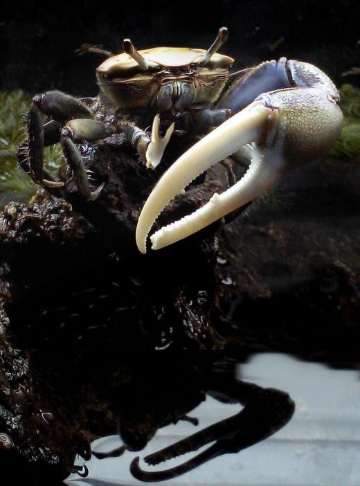 The male fiddler crab has one claw that is much larger than the other.