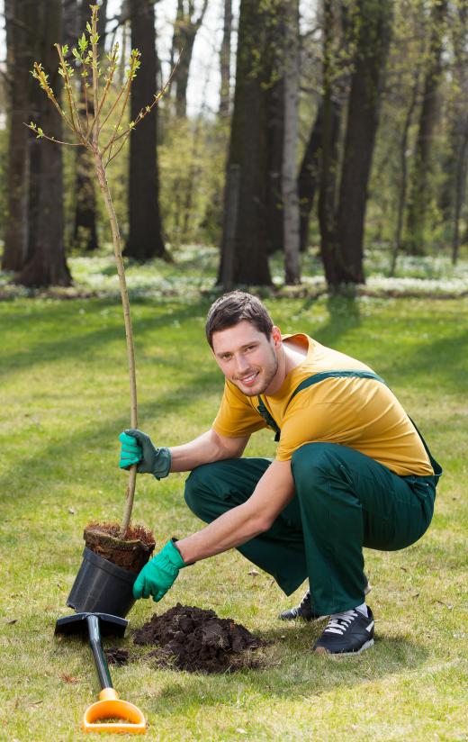 Many forestry students help plant trees during the summer.