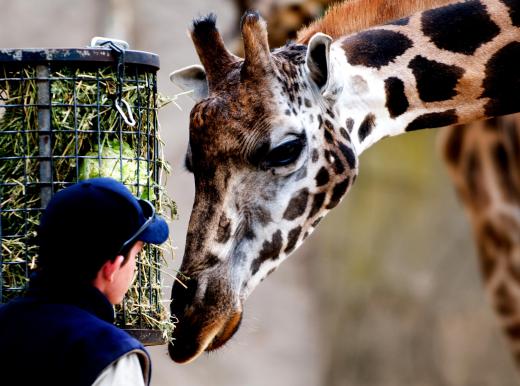 Conservation internships might be offered through zoos.