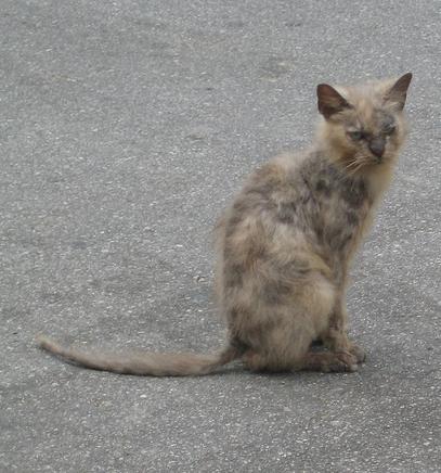 A cat with a mite infestation.