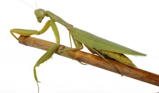 Putting praying mantises in a lawn can help rid it of pests.