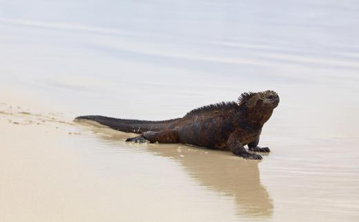 Marine iguanas are one of many interesting species that can be spotted in the Galapagos Islands.