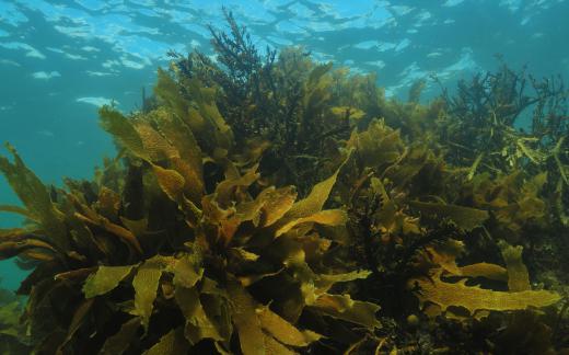 Field researchers in the field of marine conservation will collect samples and take census counts of marine plants.