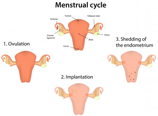 The thickness of the endometrium changes along with the female's menstrual cycle.