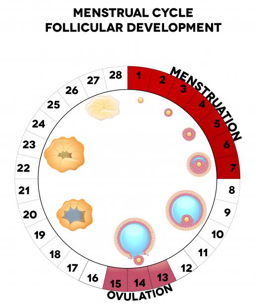 The follicular phase begins on the first day that the menstrual period starts and ends as soon as ovulation occurs.