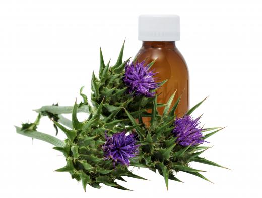 Milk thistle is often used after alcohol abuse.