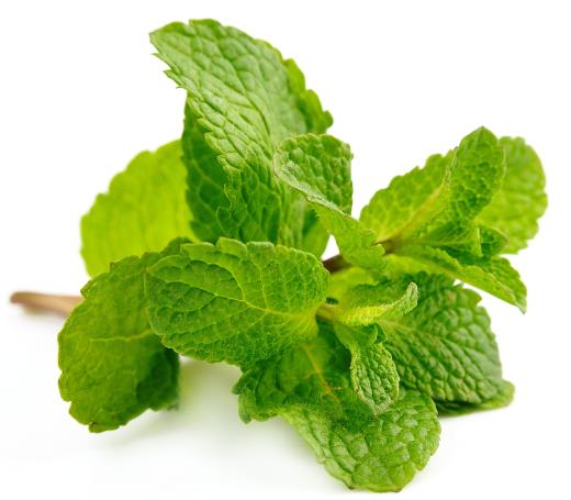 Mint leaves can be found in garnish trays in bar sets.