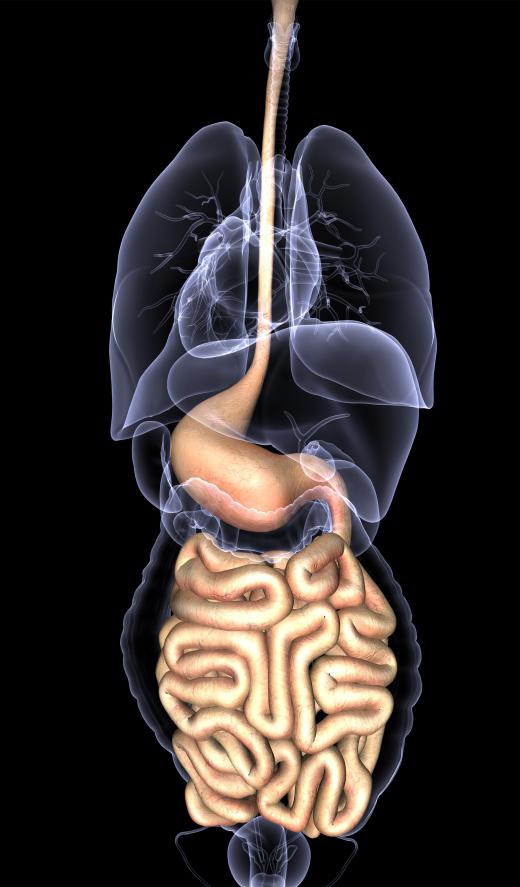 The Auerbach's plexus is the gastrointestinal tract's chief nerve supply.