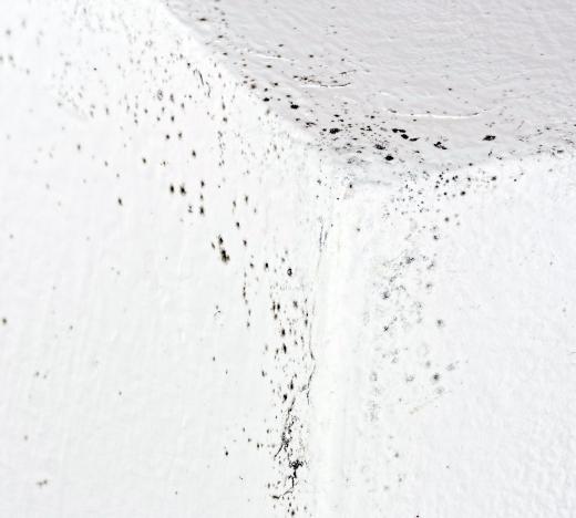 Mold is a common problem during water damager restoration.