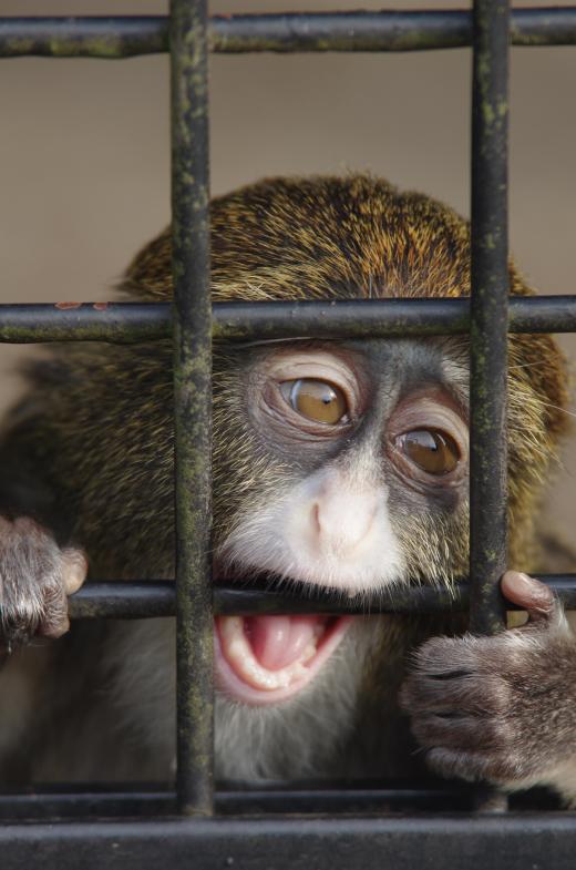 48 percent of the 634 known species of primates are classified as endangered.