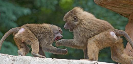 Zoologists may study animal aggression.