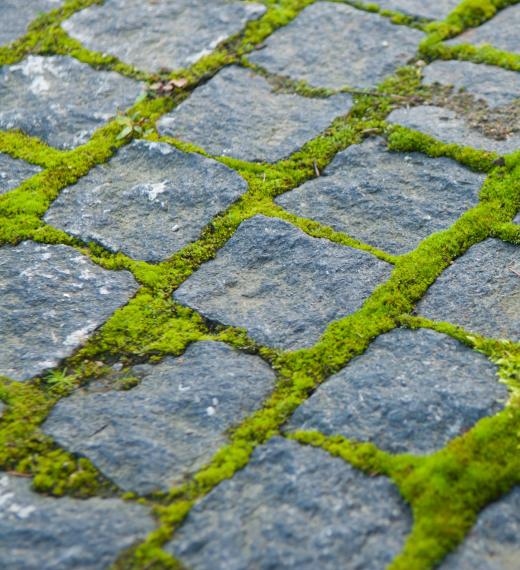 Moss growing between cobblestones on a patio.