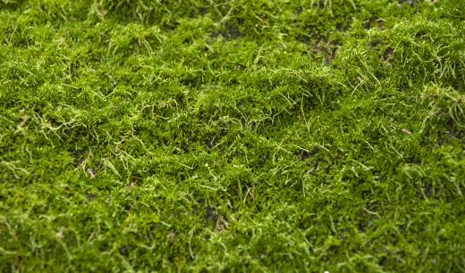 Iron planters are often lined with thick moss to prevent the dirt from leaking out.