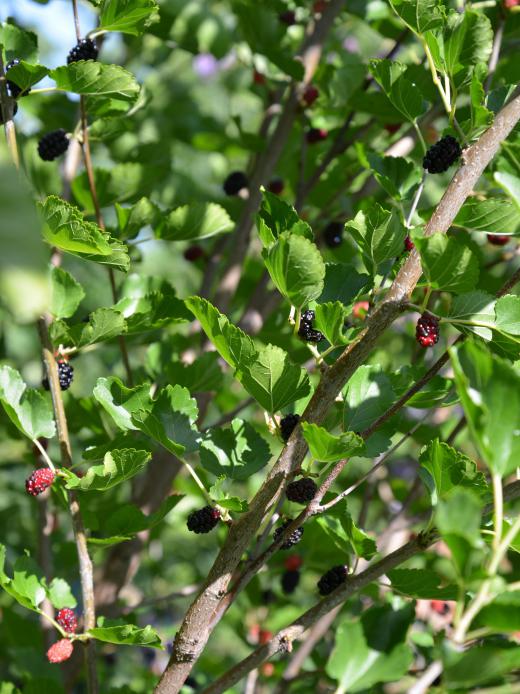 The leaves of the mulberry trees are fed to silkworms.