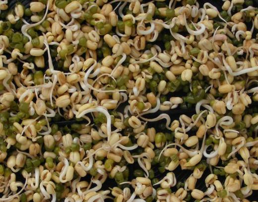 Mung beans in the process of sprouting.