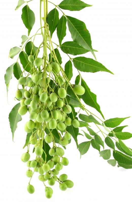 The neem plant is antibacterial and antiviral, and is proven to be effective in toothpastes.