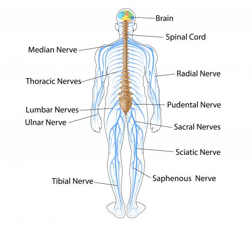 The central nervous system, which consists of the brain and spinal cord, receives and transmits signals to the nerves in the peripheral nervous system, which is composed of the nerves in the organs and muscles of the body.