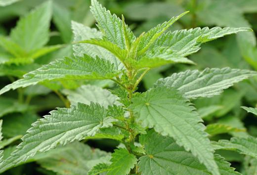 The nettle plant is a wild, thorny plant that grows in rich and moist soils throughout the world.