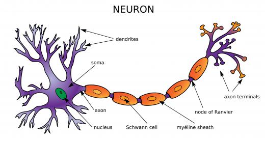 Neurons send and receive chemical signals between various parts of the body.