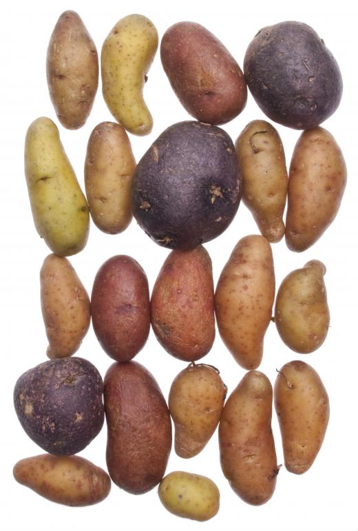 Various types of organic potatoes.