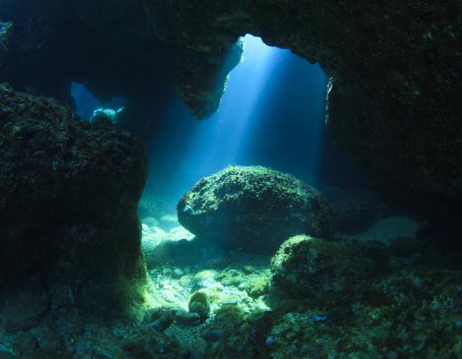 Rock Cod feed on other small fish that swim along the ocean floor.