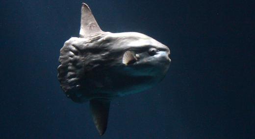 Why Does the Ocean Sunfish Produce So Many Eggs?
