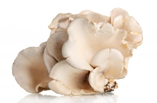 Oyster mushrooms contain vitamin D.